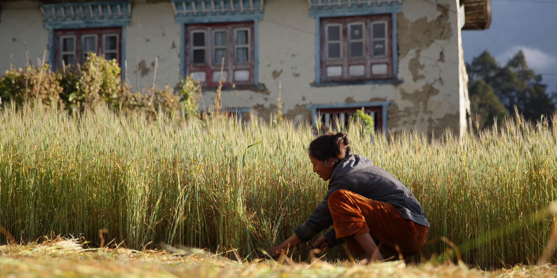 Woman Harvesting Barley in the lower parts of the Khumbu region of Nepal