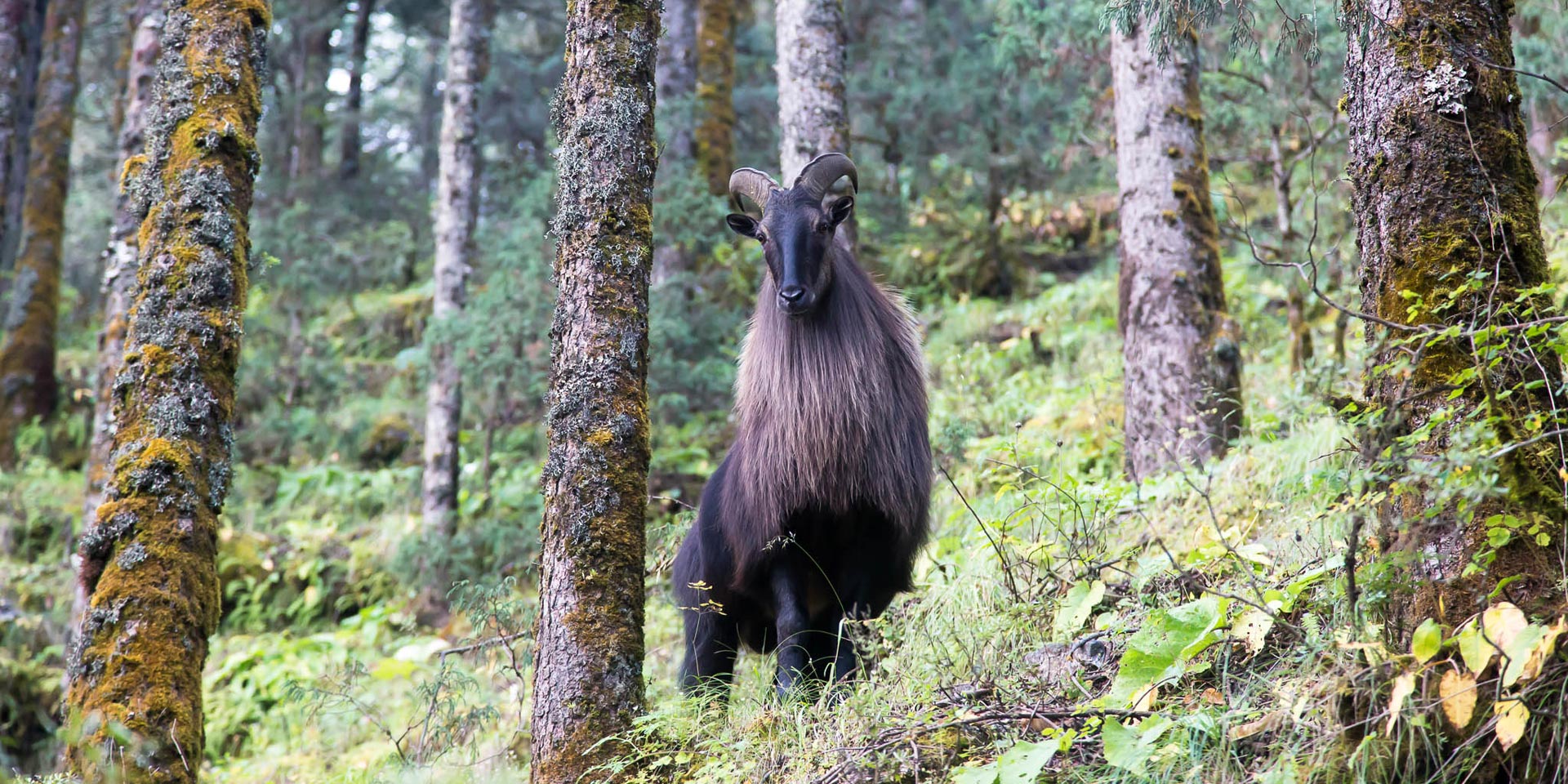 Himalayan tahr (Hemitragus jemlahicus) close to Namche bazaar in the Khumbu region
